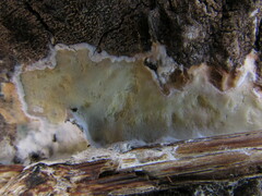 Gloeoporus pannocinctus