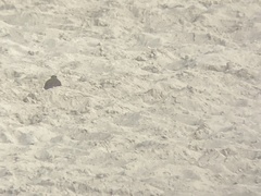 Charadrius vociferus