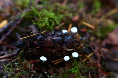 Strobilurus trullisatus