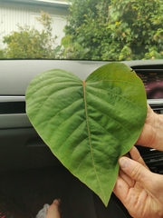Homalanthus populifolius