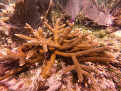 Acropora cervicornis