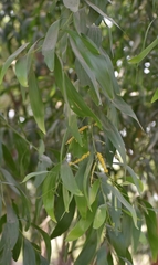 Acacia auriculiformis