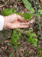 Solanum seaforthianum