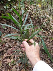 Acacia maidenii