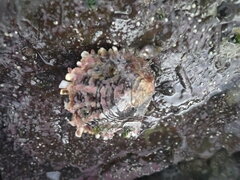 Pinctada margaritifera