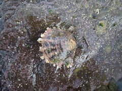 Pinctada margaritifera