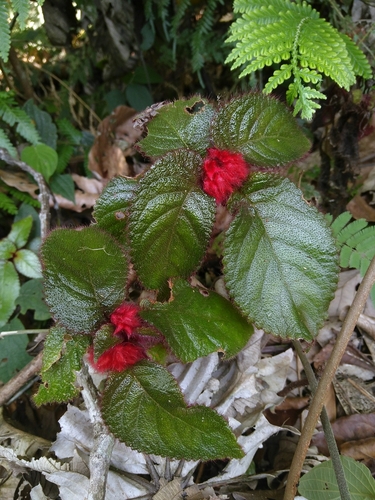 Pearcea rhodotricha