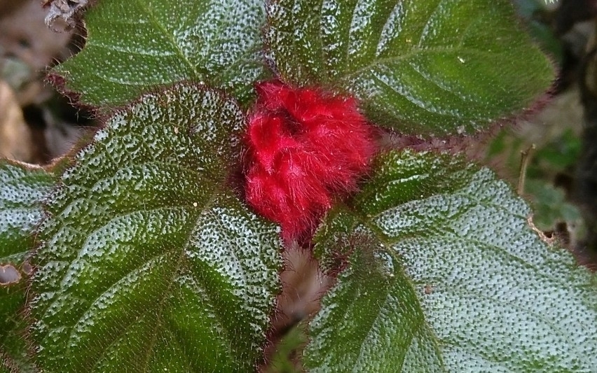 Pearcea rhodotricha; photograph (c) Andrés Romero Bravo, some rights reserved (CC BY)