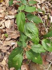 Mallotus philippensis