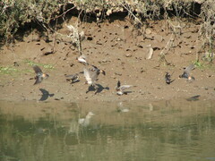 Petrochelidon pyrrhonota