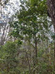 Flindersia schottiana