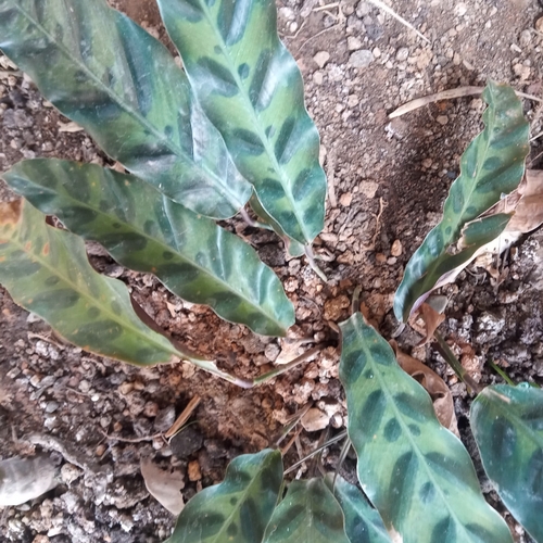 Foto de Maranta cascavel