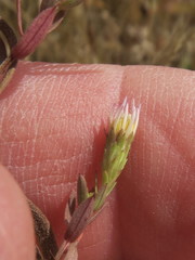 Symphyotrichum hallii