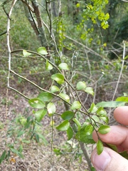 Psydrax odorata buxifolia