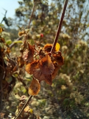 Gaudichaudia cynanchoides