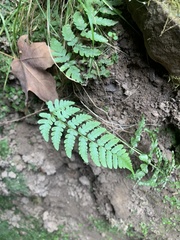 Woodsia obtusa
