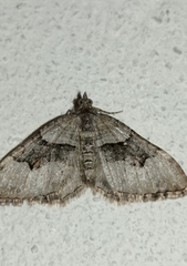 Xanthorhoe defensaria