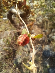 Gaudichaudia cynanchoides