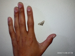 Xanthorhoe defensaria