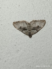 Xanthorhoe defensaria