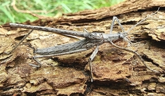 Zaprochilus australis