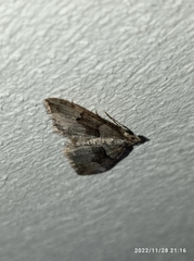 Xanthorhoe defensaria