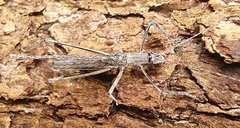 Zaprochilus australis