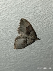 Xanthorhoe defensaria