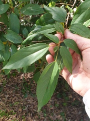 Mallotus philippensis