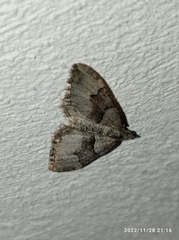 Xanthorhoe defensaria