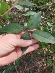 Clerodendrum tomentosum