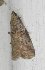 Acrobasis juglandis