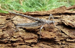 Zaprochilus australis