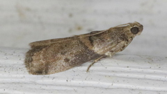 Acrobasis juglandis