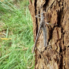 Zaprochilus australis