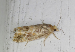 Eucopina tocullionana