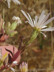 Symphyotrichum hallii