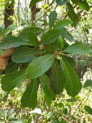 Planchonella pohlmaniana