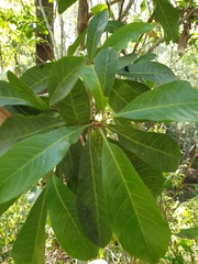 Planchonella pohlmaniana