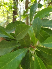 Planchonella pohlmaniana