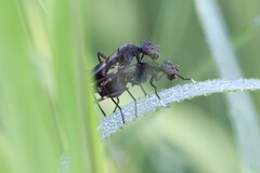 Taeniaptera trivittata