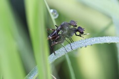 Taeniaptera trivittata