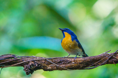 Cyornis sumatrensis