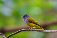 Culicicapa ceylonensis