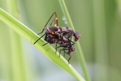 Taeniaptera trivittata