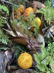 Hachettea austrocaledonica