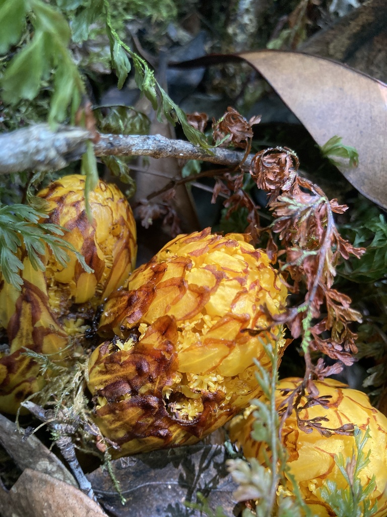 Hachettea austrocaledonica (Hachettea austrocaledonica)