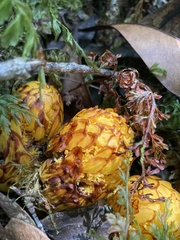 Hachettea austrocaledonica