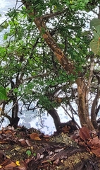 Trichilia havanensis