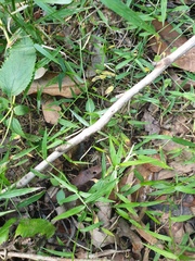 Ottochloa gracillima